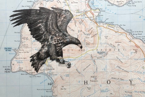 Pen drawing of white-tailed eagle on old map