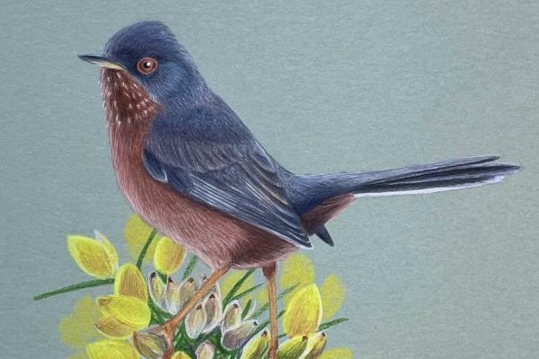 Colour pencil drawing of Dartford warbler